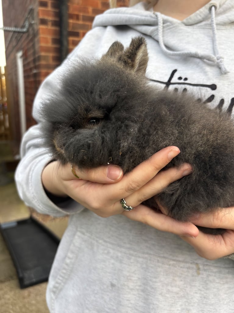 Very fluffy bunny’s 