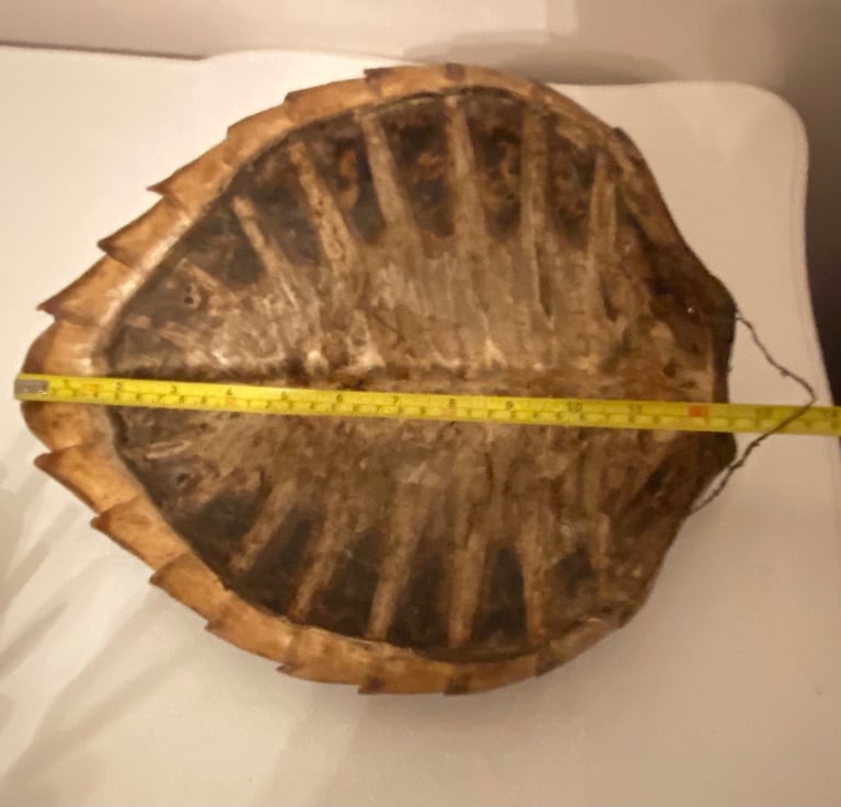 Vintage taxidermy shell