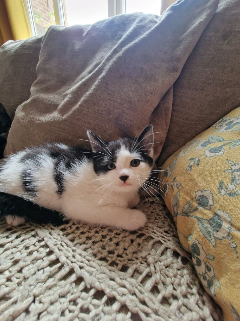 Two healthy kittens are looking for a home, one girl and one boy.