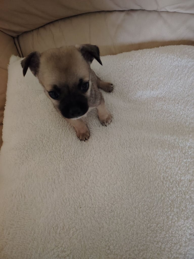 Chihuahua 