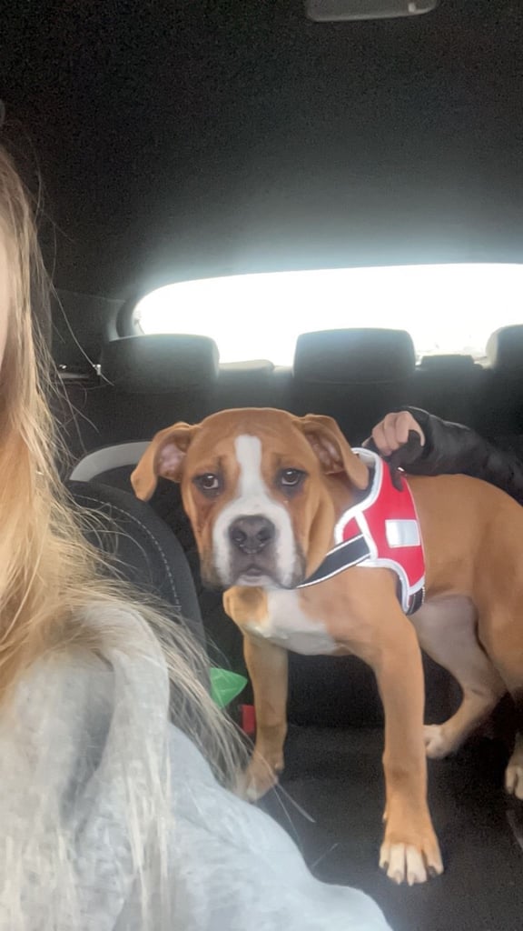 Alapaha Blue Blood Bulldog- Full pedigree