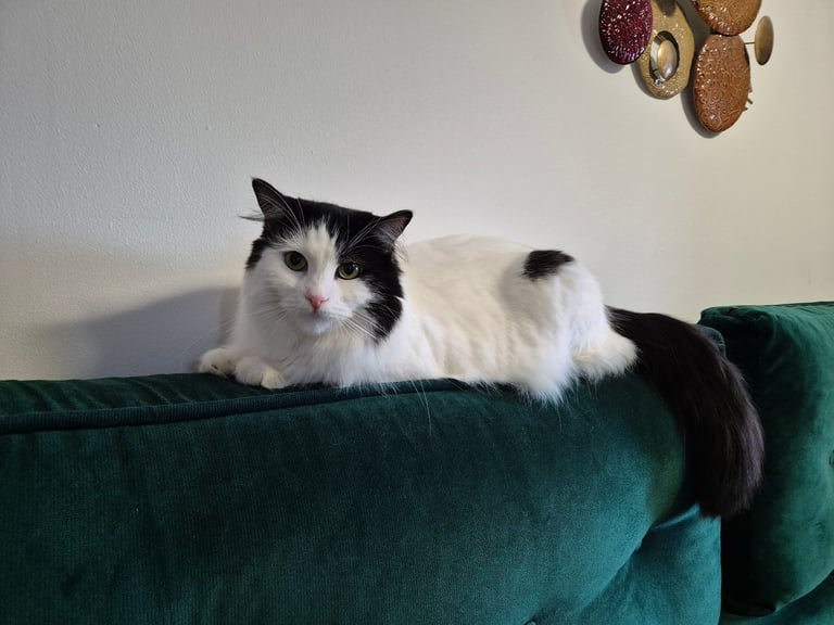 Loving Cat Looking for a Good New Home