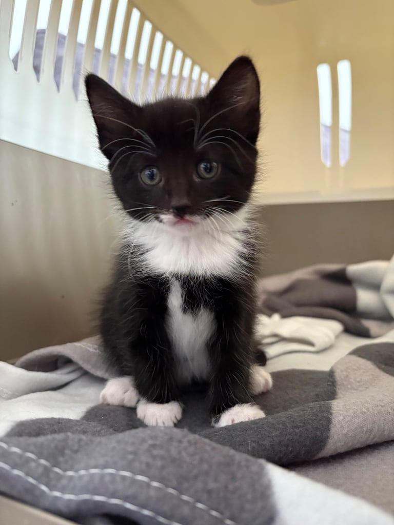 Kittens 