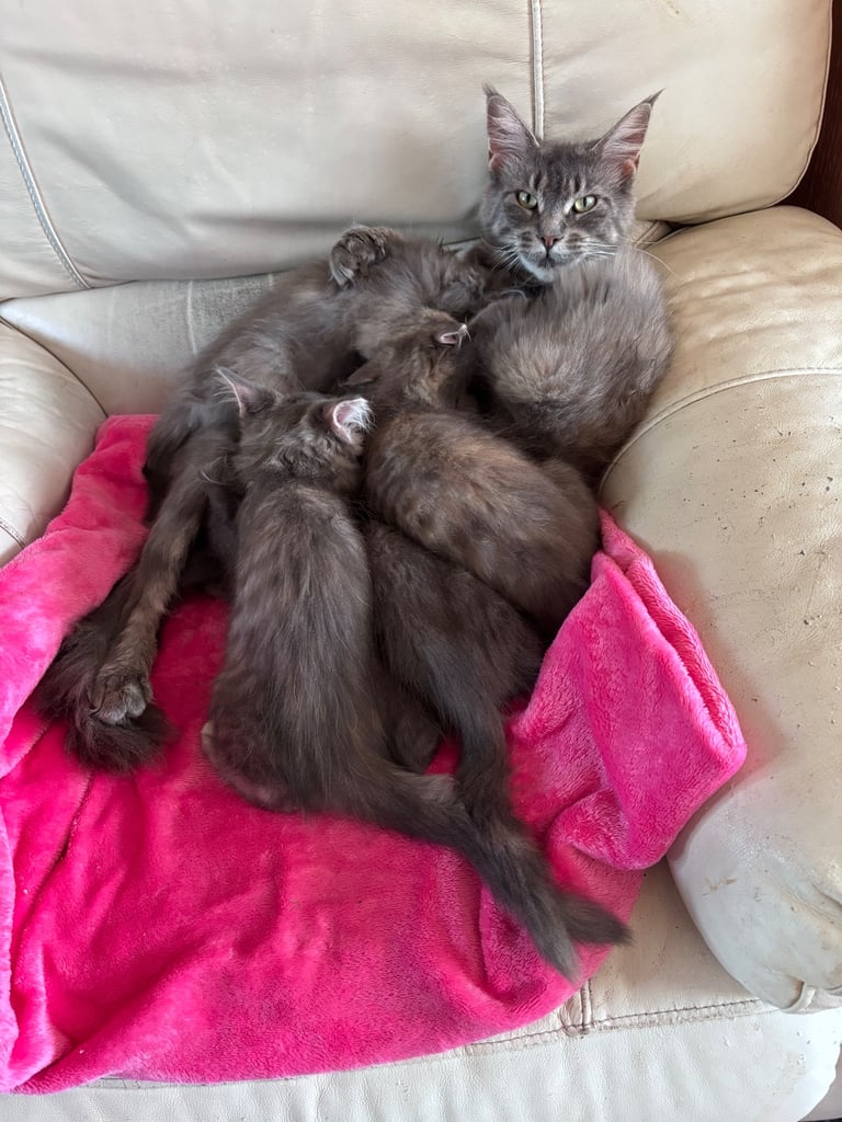 🐾 Beautiful ¾ Maine Coon x ¼ Ragdoll Kittens – 7 Available 🐾