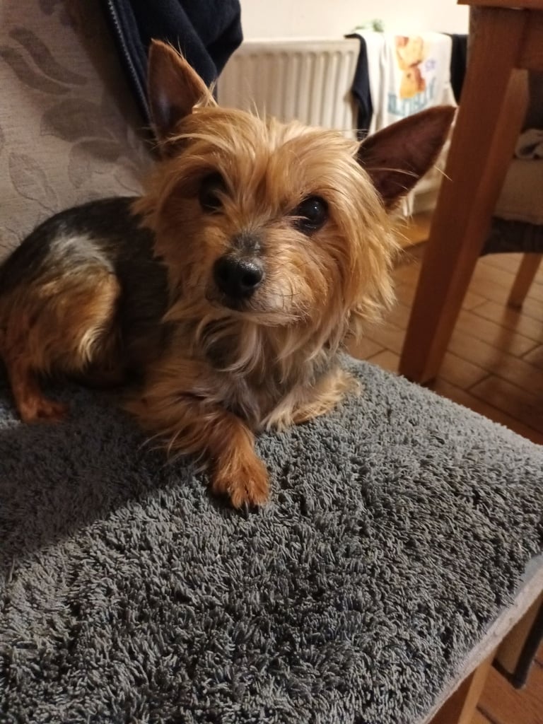 Yorkshire terrier puppy 