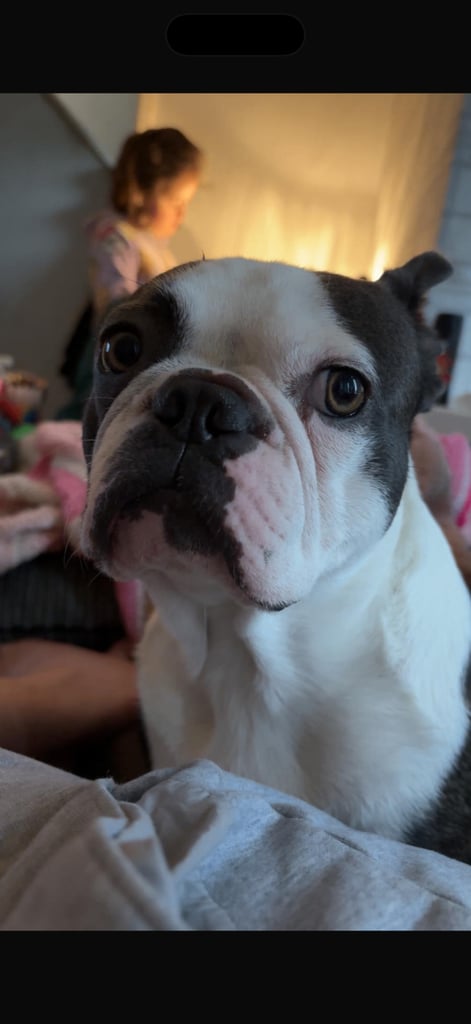 2 year old Boston terrier