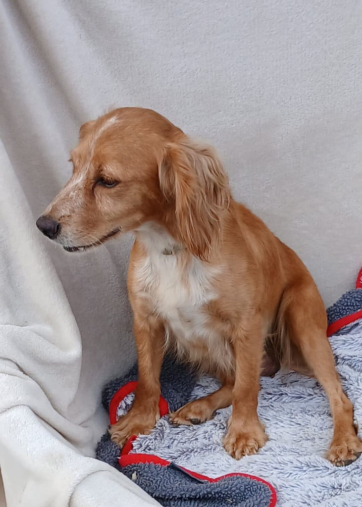 toy cockapoo