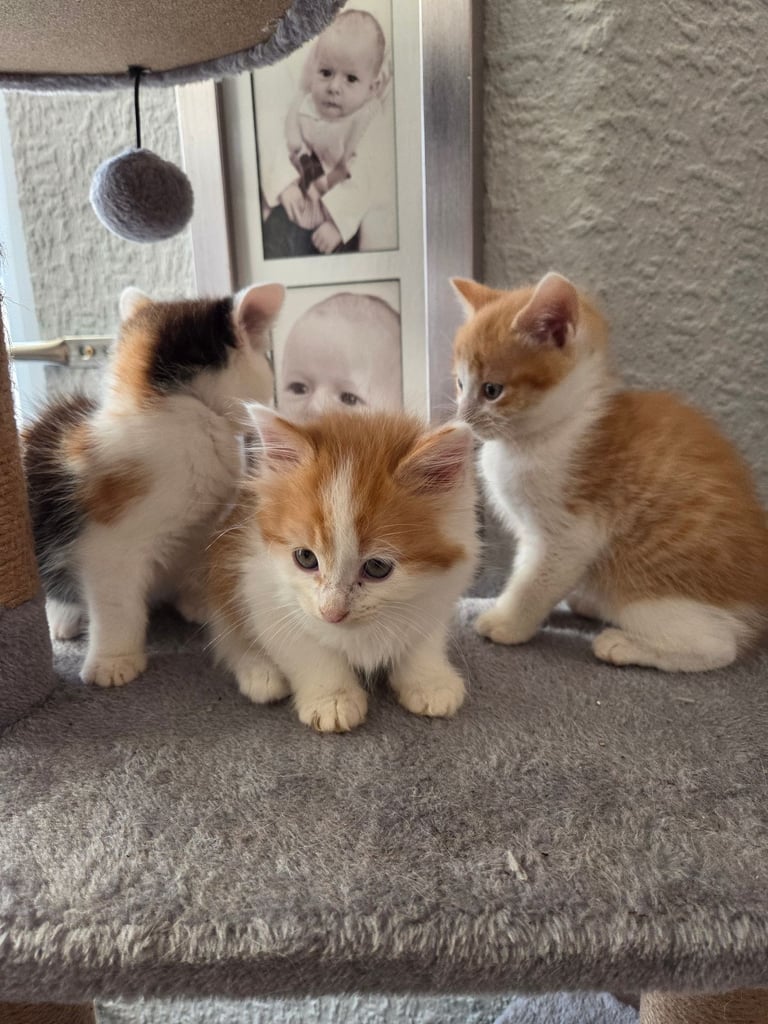 Gorgeous kittens