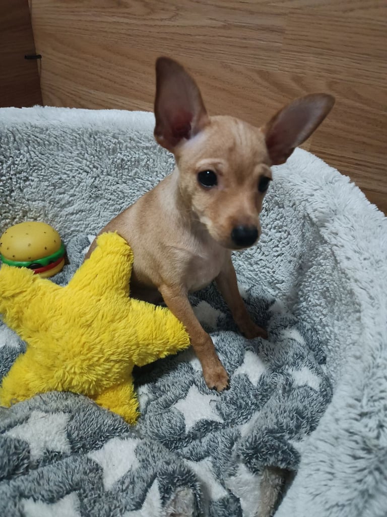 Miniature Pinscher puppies 