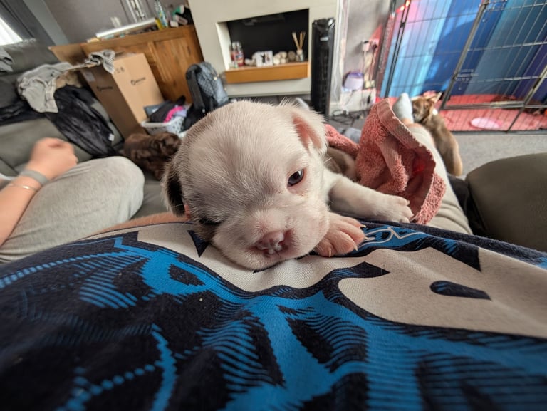 Frenchton pups