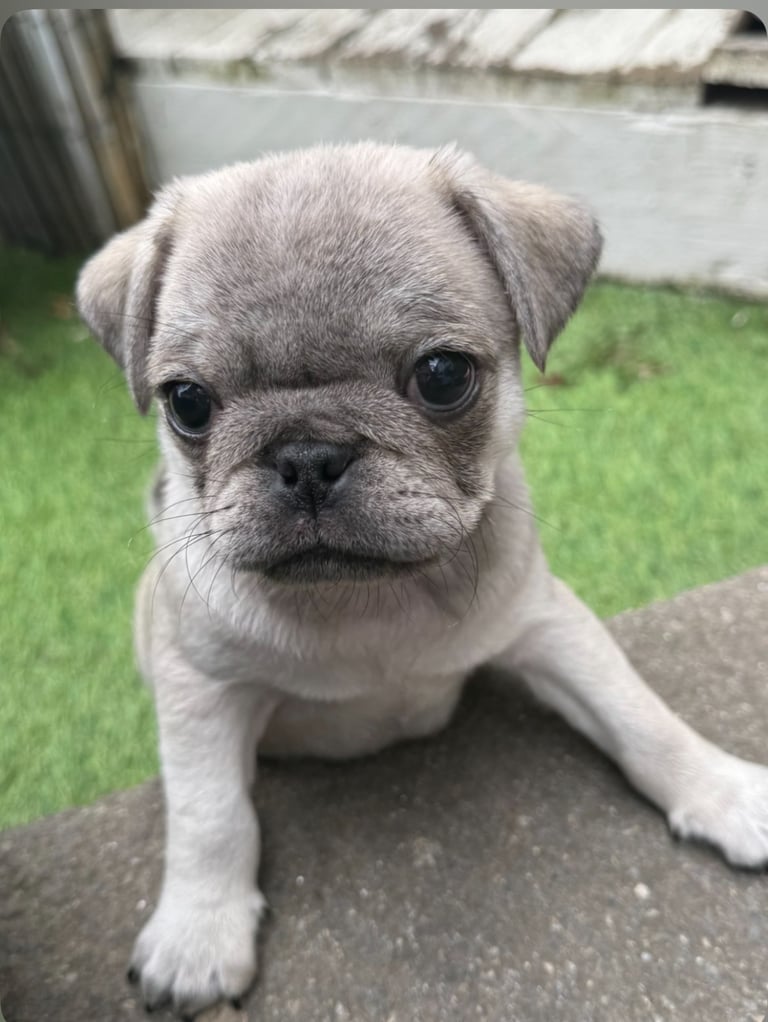 Beautiful rare colour pug puppies 🥰 
