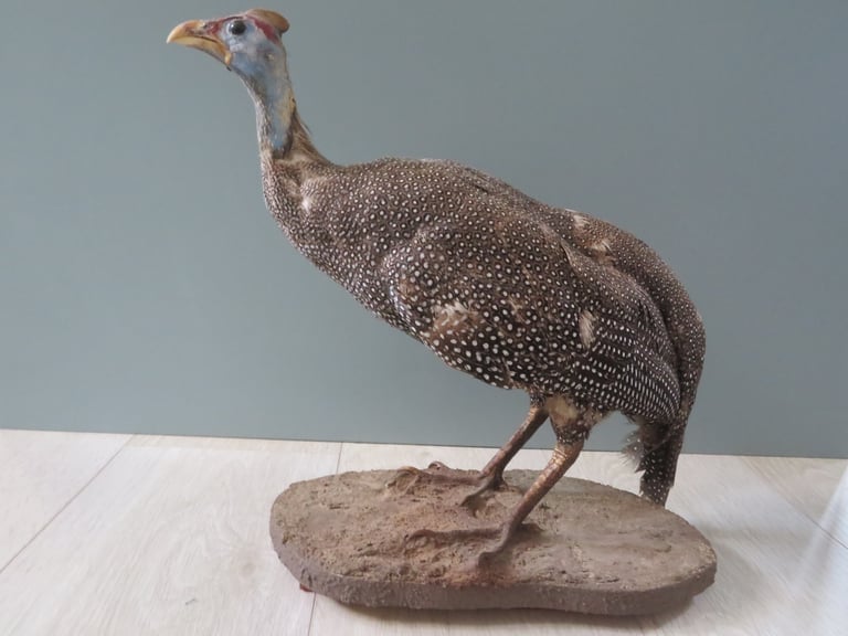 image for South African Guinea Fowl