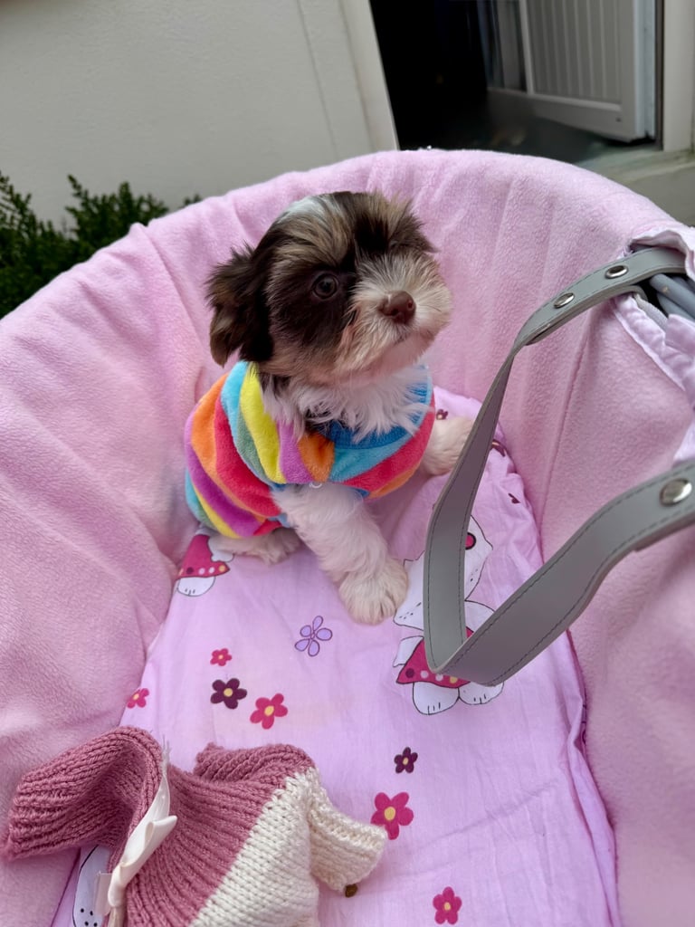 Mini Biewer & Biro Yorkshire Terrier puppies (registered) 