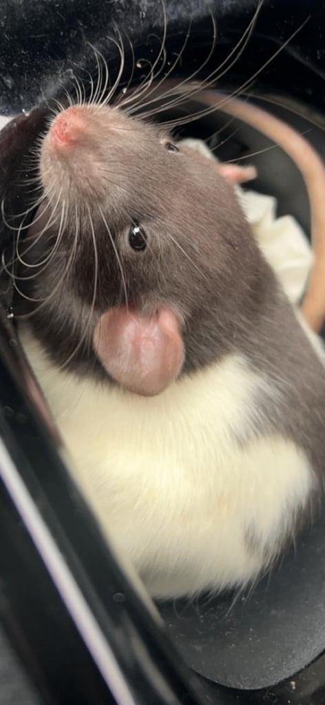 2 Female rats for sale 