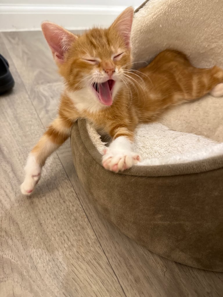 Kitten for sale