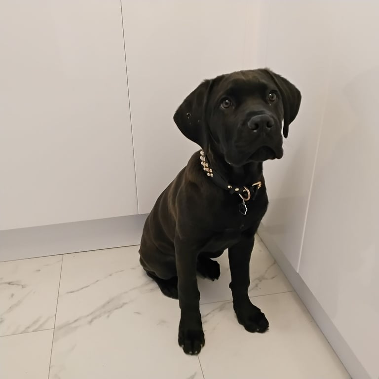 ROTTIE x CORSO ( rottweiler x cane corso)