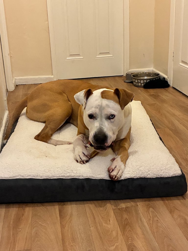American bulldog 