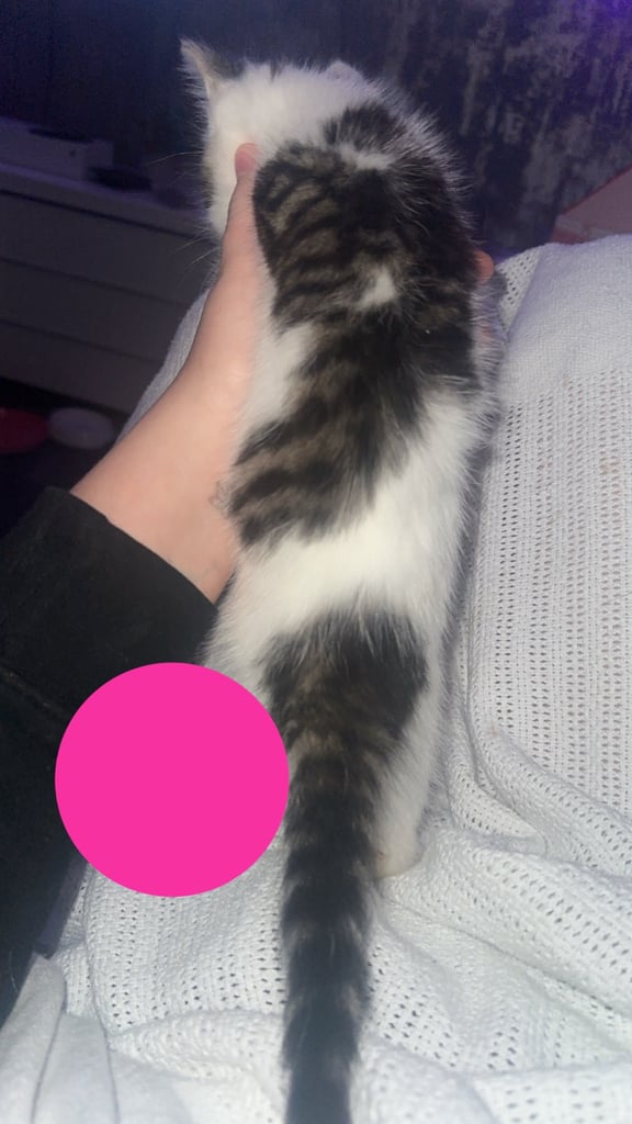 4 kittens for sale 2 female 2 male