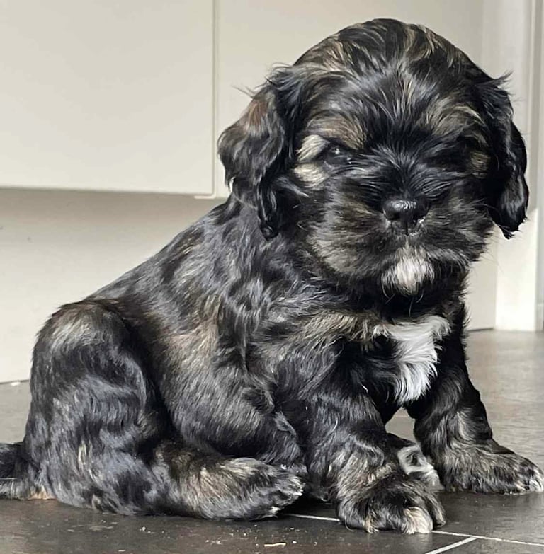 image for Three beautiful mixed breed puppy’s looking for new homes
