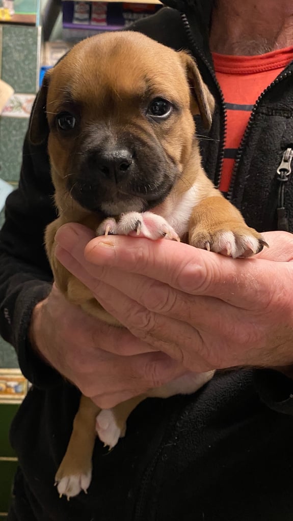 A Stunning Litter Of Reds