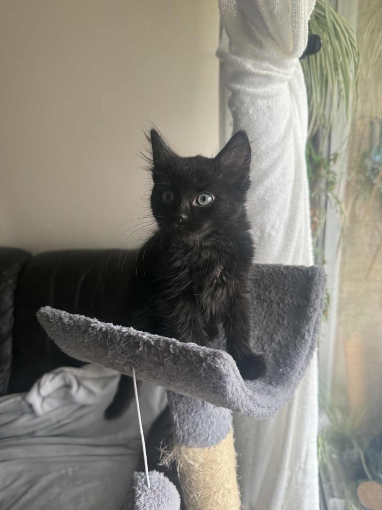 Three Adorable Longhair Kittens 