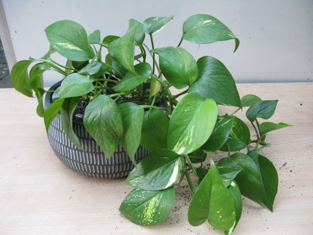 Pothos ( Epipremnum Aureum ) plant for sale
