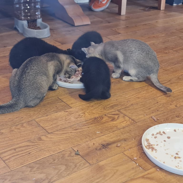 image for Two kittens for sale 18 weeks old