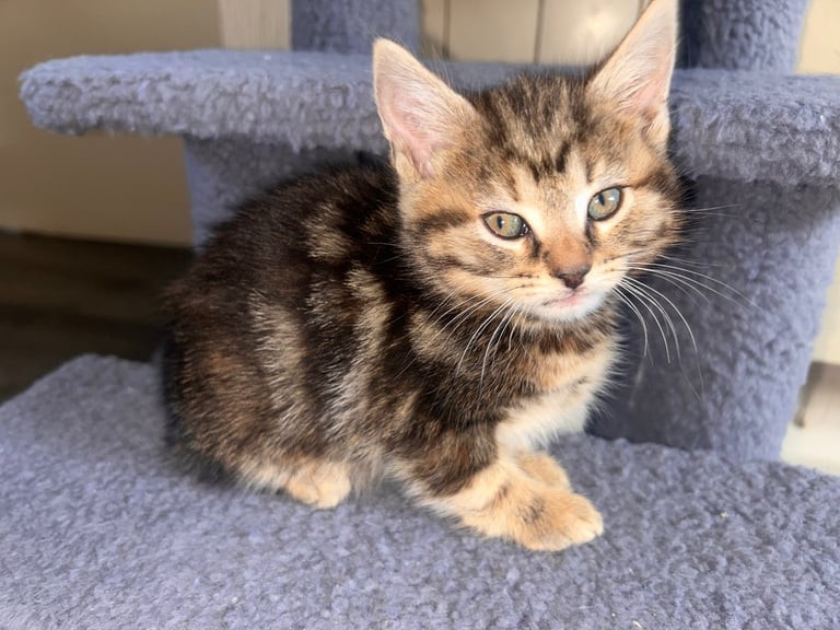 🐾 Adorable Kittens Looking for Their Forever Homes – 2 Girls & 3 Boys🐾
