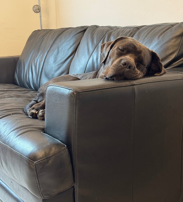 9 month of Cane Corso