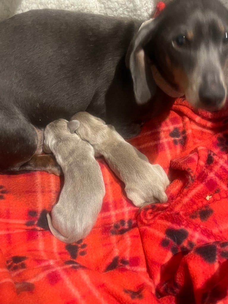 Dachshund miniature puppies 
