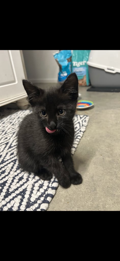 Black kitten 11 weeks old 