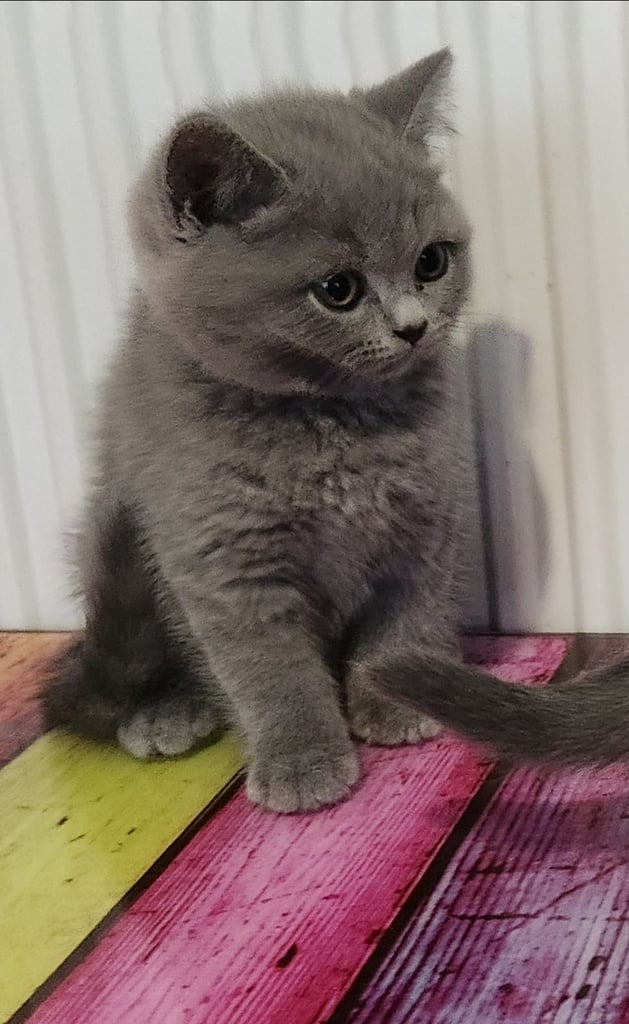 British short hair kittens grey