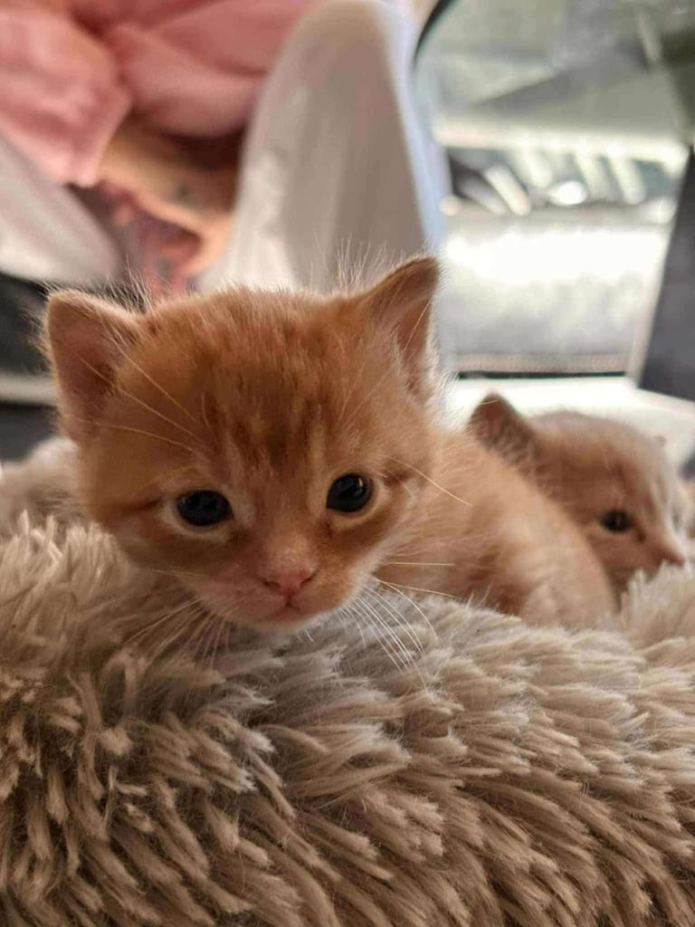 image for Beautiful kittens  