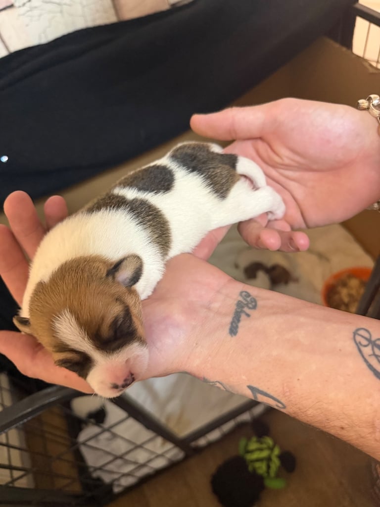 Stunning Jack Russell terriers 