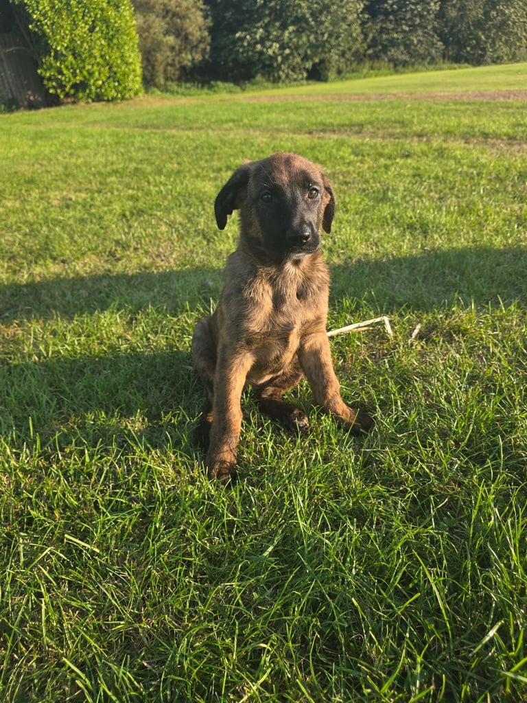 German Shepherd/Cane Corso 