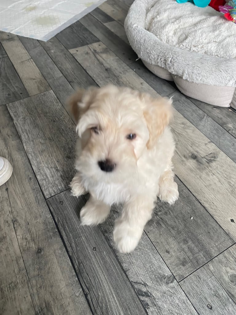  2 Gorgeous Maltipoo puppies ready now 💙🐶