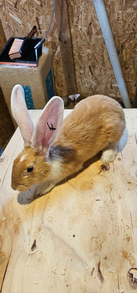 Continental Giant Merle Rabbits Rabbit