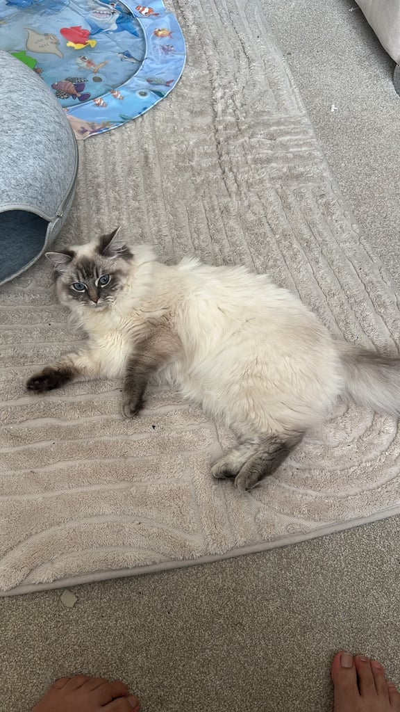 2 x ragdoll cats available. £750 each