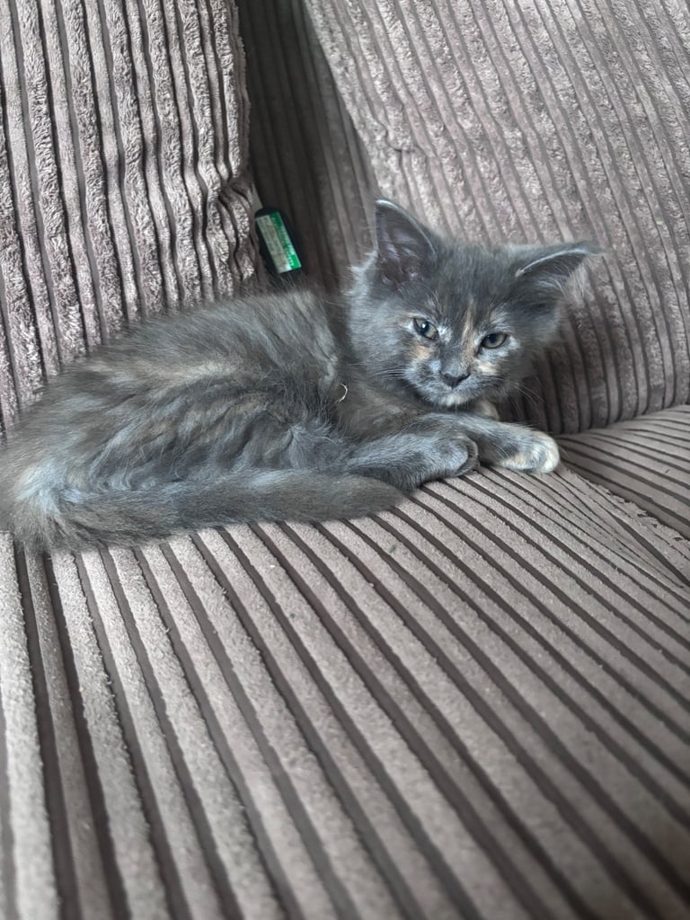 🐾 Beautiful ¾ Maine Coon x ¼ Ragdoll Kittens – 7 Available 🐾