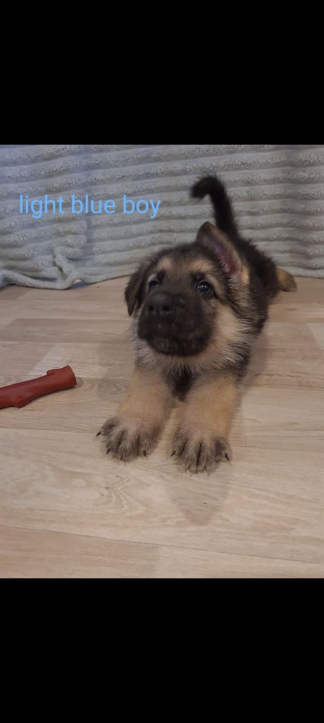 🐾 Adorable 8-Week-Old German Shepherd Puppies Ready for Their Forever Homes! 🐾