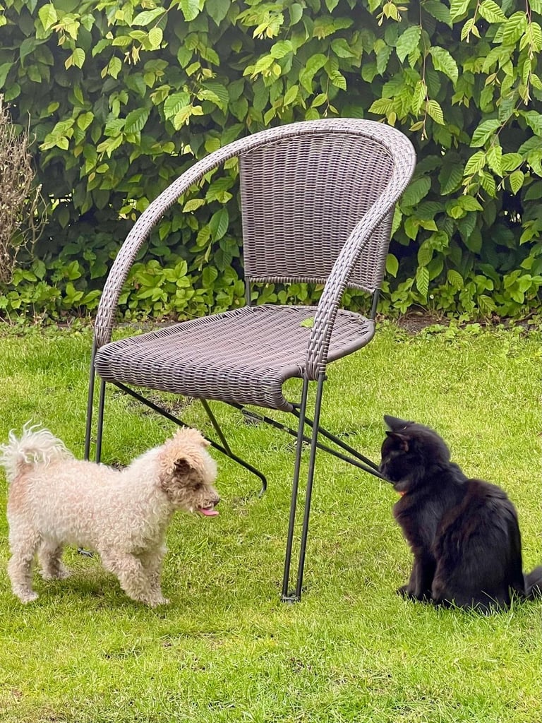 Affectionate, black Siberian-mix  11 months kitten