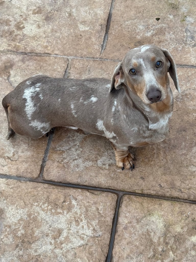 Miniature dachshund adults for sale 