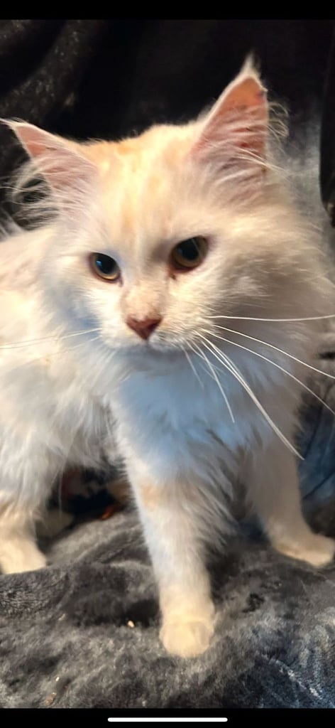 Female main coon for sale