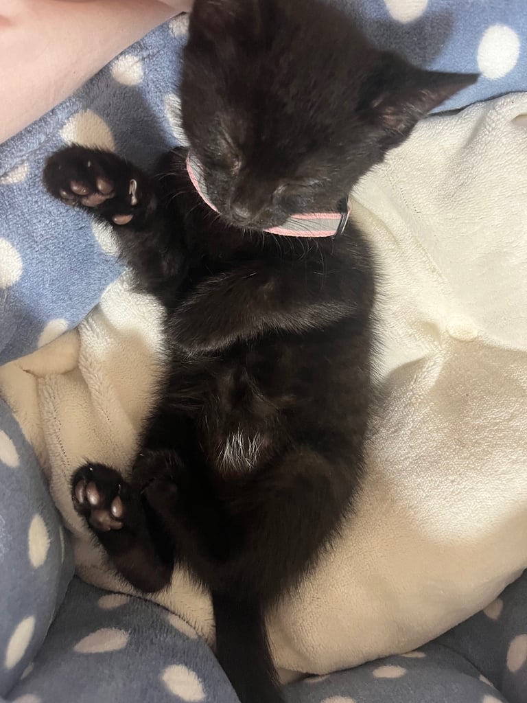 Two beautiful black kittens 