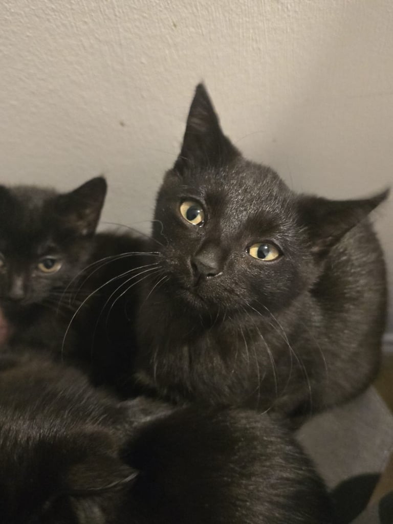 Adorable black kittens for sale