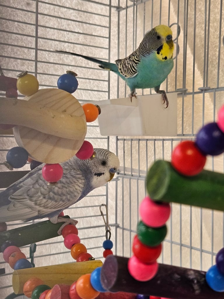 image for 2 male budgies for sale