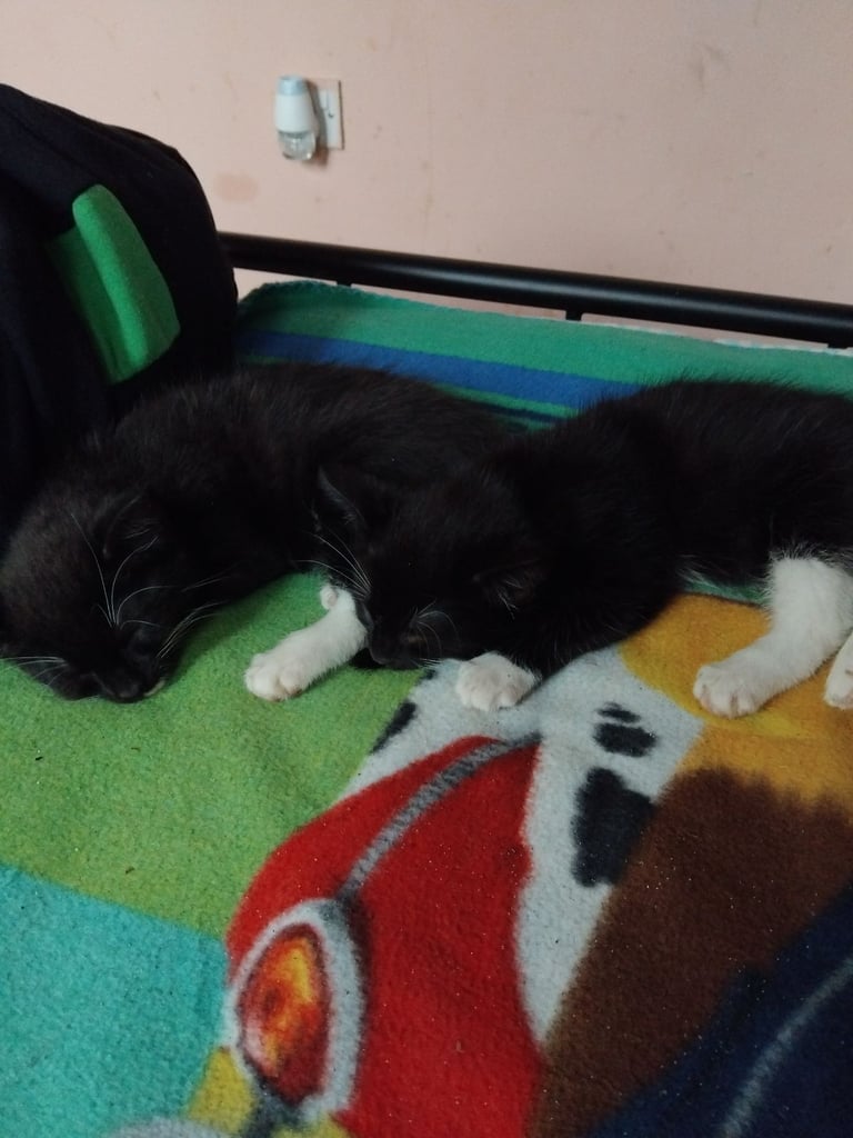Two female kittens need a loving home 