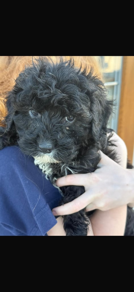 🖤Beautiful curly cavapoo boy 🧸