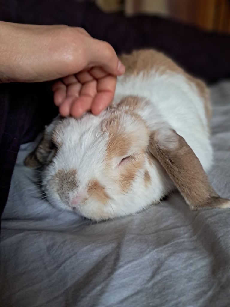 image for Older male rabbit 5 years and hutch