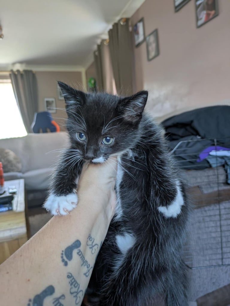 image for kittens and cats for sale